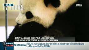 Comment prononce-t-on le nom du bébé panda? La leçon de chinois de Jean-Jacques Bourdin