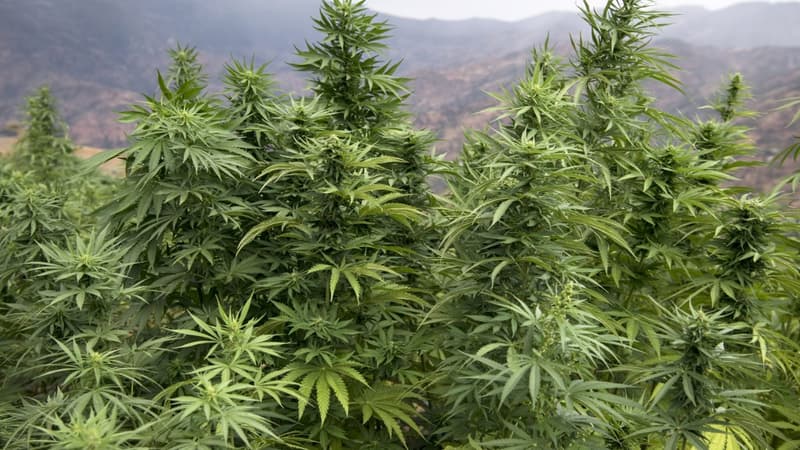 Au Maroc, saisie record de plus de 31 tonnes de cannabis