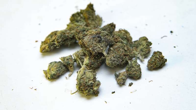 Fleurs de cannabis contenant uniquement du cannabidiol, sans THC, dans un magasin parisien.