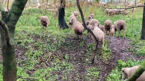 Le cheptel de Thomas Charrier a été une nouvelle fois attaqué par plusieurs loups dans la nuit du mercredi 10 au jeudi 10 janvier entre Hyères et La Londe.