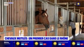 Chevaux mutilés: un premier cas dans le Rhône, à Charly, dans la métropole de Lyon
