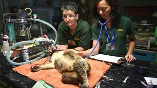 Sherwood Robyn, koala femelle de 12 ans, examinée le 28 avril 2016 à l'hôpital vétérinaire de Port-Macquarie en Australie Sherwood Robyn, koala femelle de 12 ans, examinée le 28 avril 2016 à l'hôpital vétérinaire de Port-Macquarie en Australie