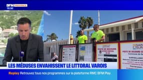 Les méduses envahissent le littoral varois 