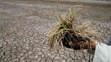 Ayant conquis le désert sur son propre territoire, Israël est disposé à mettre son savoir-faire au service des pays africains qui cherchent à s'assurer une production agricole régulière malgré une pluviosité de plus en plus imprévisible. /Photo d'archives