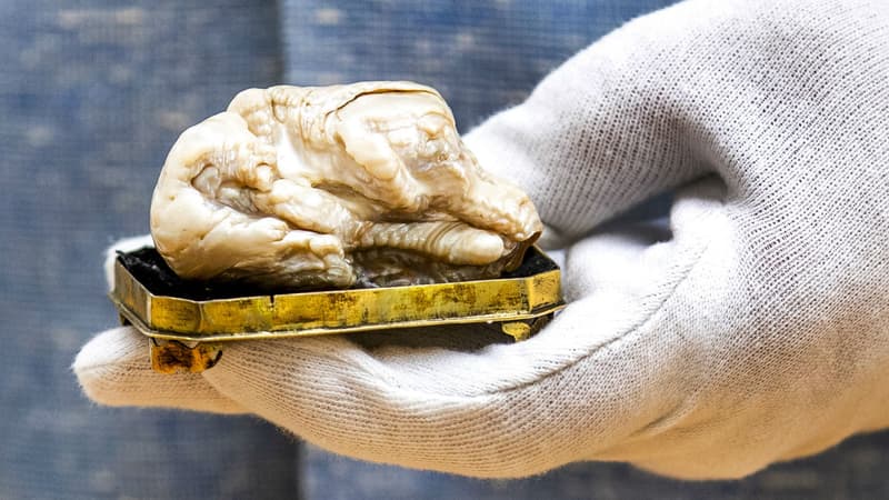 La "Sleeping Lion pearl", vendue pour plus de 300.000 euros aux Pays-Bas