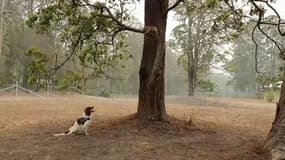 Ce chien aide son maître à sauver les koalas des incendies en Australie 