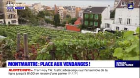Paris: les vendanges commencent à Montmartre 