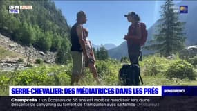 Hautes-Alpes: des médiatrices dans les prés pour informer les randonneurs sur les chiens de protection des troupeaux