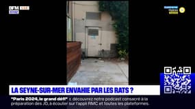 La Seyne-sur-Mer: les habitants dénoncent la présence de rats