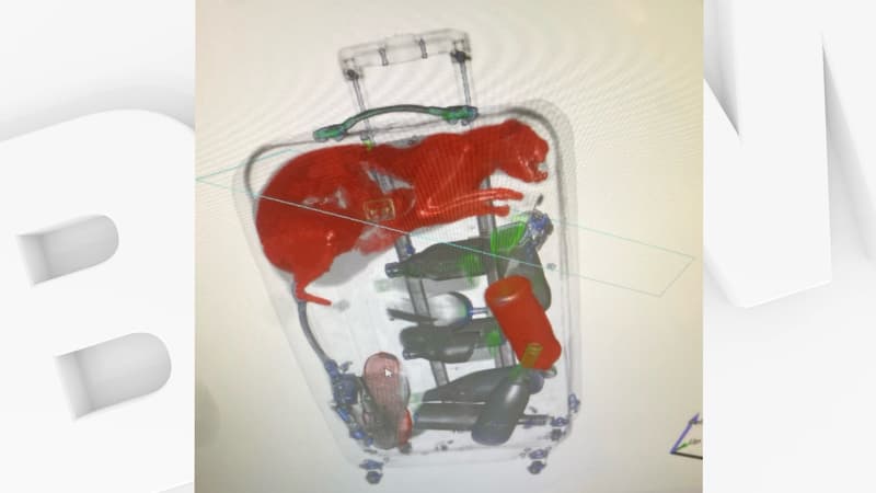 Un chat repéré dans une valise grâce aux rayons X à l'aéroport JFK le 16 novembre 2022
