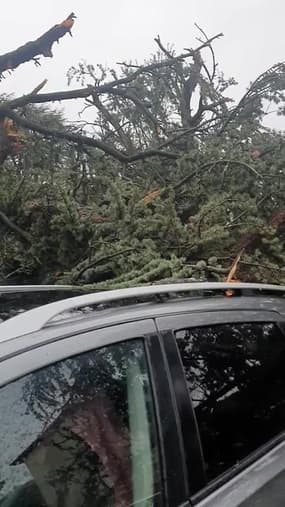 Un arbre s'écrase sur une voiture à Rive-de-Gier (Loire) - Témoins BFMTV