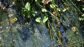 Les mares abritent des écosystèmes d'une richesse précieuse.