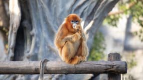 Un singe doré peut mesurer jusqu'à 75 centimètres.