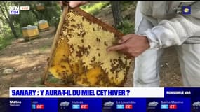 Sécheresse dans le Var: y'aura-t-il du miel cet hiver?