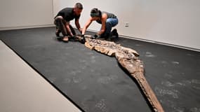 Le squelette quasi-complet d'un fossile de crocodile, datant de la période du Jurassique il y a 180 millions d'années, au musée de Lodève dans l'Hérault.
