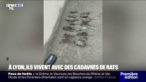 "C'est dangereux pour les enfants": des cadavres de rats jonchent les trottoirs d'un quartier du 8e arrondissement de Lyon