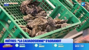 Huîtres: "La Calvadosienne" s'agrandit et s'équipe d'un toit