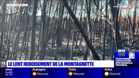 Bouches-du-Rhône: après l'incendie, le lent reboisement du massif de la Montagnette