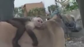 Ce chien et ce singe ne se séparent plus 