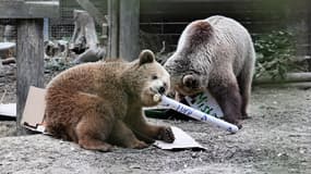Une photo diffusée par le parc animalier Wildwood Devon le 24 juin 2025 montrant deux ours, Mish et Lucy, toutes deux âgées de 4 ans, dans leur enclos à Wildwood Devon à Ottery St Mary, dans le sud-ouest de l'Angleterre.
