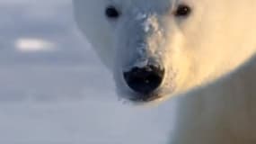 Image extraite de la bande annonce de "Frozen Planet", le documentaire de la BBC