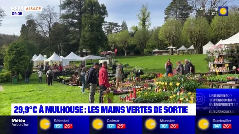 Mulhouse: les mains vertes de sortie au marché aux plantes 