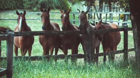 Près du Havre, trois chevaux ont été violemment mutilés, dimanche 15 juin dans l'après-midi, dans le champ où ils étaient installés. 