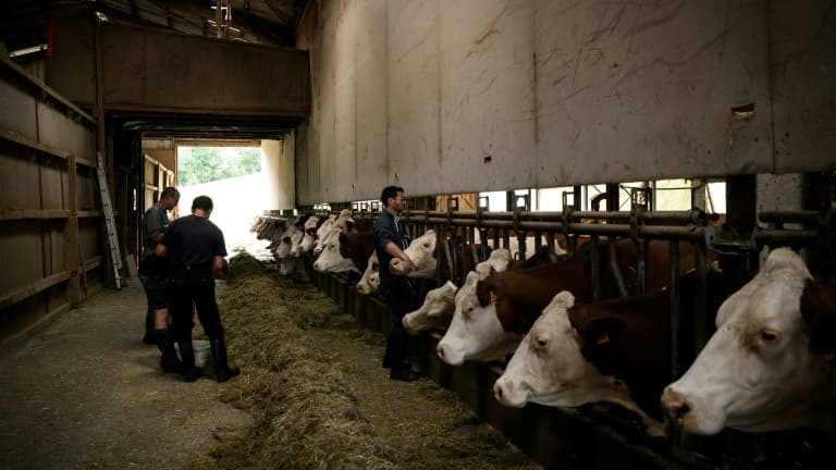 DERMATOSE NODULAIRE: CINQ EXPLOITATIONS BOVINES PLACÉES SOUS SURVEILLANCE DANS LE DOUBS