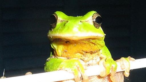 Rainette du sud de la France, similaire à celle trouvée par une cliente du Buffalo Grill, dans sa salade, à Lomme, dans le Nord.