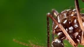 La maladie du Chikungunya est transmise par le moustique.