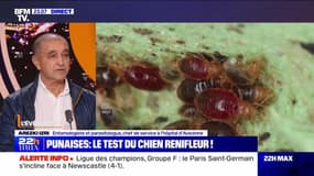 Punaises de lit: est-ce qu'on en fait trop ? - 04/10