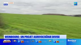 Bas-Rhin: un projet agrivoltaïque divise à Weinbourg