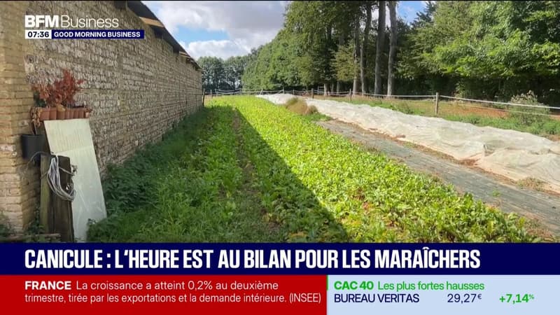 Canicule : l'heure est au bilan pour les maraîchers