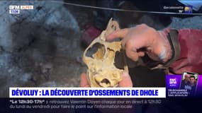 Dévoluy: à la découverte d'ossements de Dhole