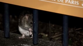 Des habitants du XIV ème arrondissement de Paris ont proposé des chats pour lutter contre l'invasion de rats 