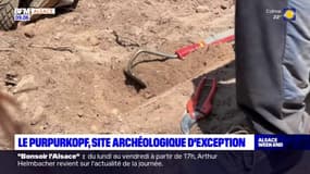 Rosheim: à la découverte du Purpurkopf, site archéologique d'exception