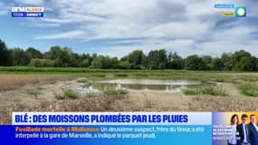 Bas-Rhin: des cultures endommagées par les pluies, la récolte de blé s'annonce mauvaise