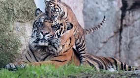 Kala, la petite tigresse du zoo de Rome (Italie) avec son père Kasih, le 7 mars 2024.