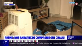 Rhône : Nos animaux de compagnie ont chaud