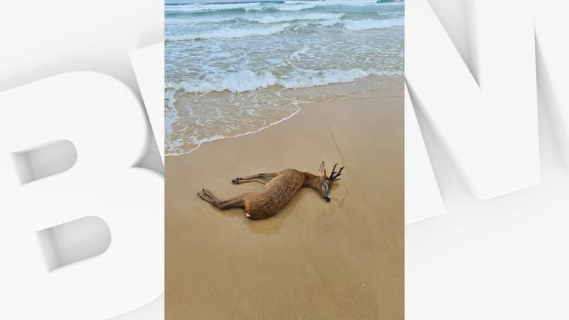 Le chevreuil retrouvé mort sur une plage de Biscarrosse en début de semaine.