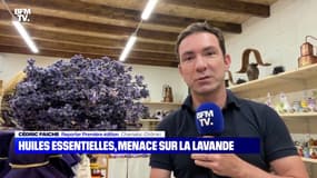 Huiles essentielles, menace sur la lavande - 29/09