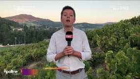En prise direct : Le Beaujolais manque de main d'œuvre pour les vendanges - 06/09