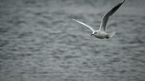 Une mouette rieuse (Photo d'illustration)