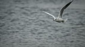 Une mouette rieuse vole au-dessus des marais salants de la réserve naturelle de Lilleau des Niges, en Charente-Maritime, le 14 janvier 2022