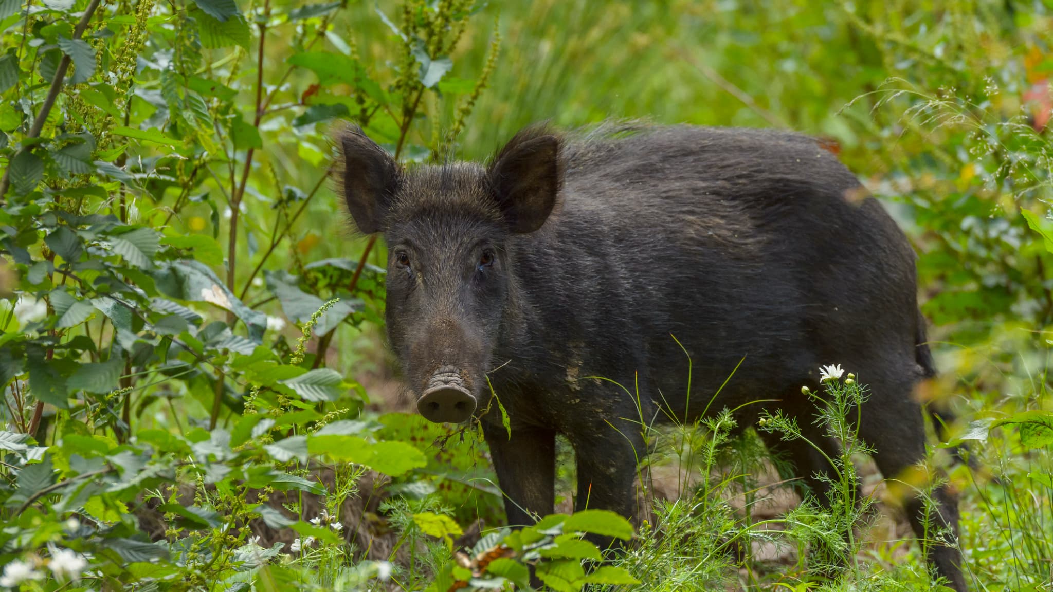 Accident avec un animal sauvage, Infos et Conseils