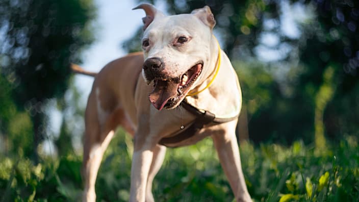 Le pitbull s'en est pris à quatre enfants au total, avant d'être attrapé et amené en fourrière. (photo d'illustration) 