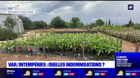Var: 130 agriculteurs devraient être indemnisés après les intempéries cet été 