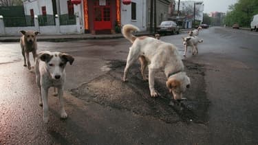 Les chiens errants sont un problème endémique dans les pays des Balkans. Image d'illustration.