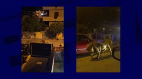 Un lion échappé d'un cirque, dans les rues de Ladispoli, en Italie, le 11 novembre 2023
