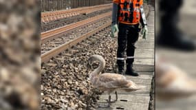 Un cygne a perturbé la circulation du RER A entre Rueil-Malmaison et Chatou–Croissy, le mardi 3 octobre 2023. 